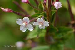 Epilobium amurense